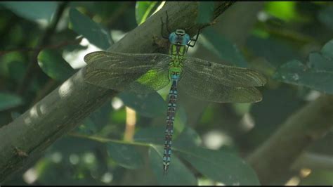 Green Hawker Aeshna Viridis Groene Glazenmaker Gouda