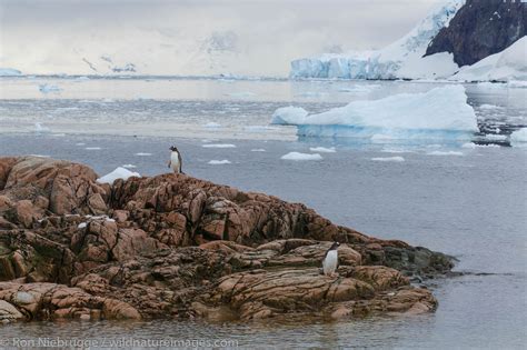 Antarctica Photos By Ron Niebrugge