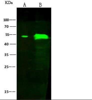 Angiopoietin Like Protein Angptl Antibody Nbp Bio Techne