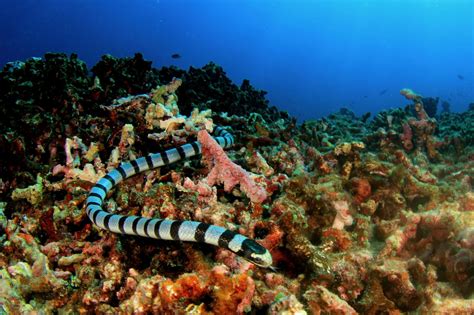 Sea Snake Facts: 16 Facts about Sea Snakes