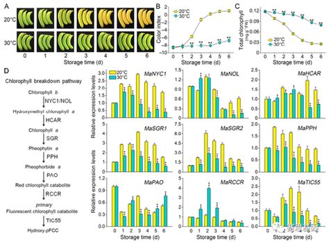【plant Cell】由mabah1介导的蛋白酶体降解，可抑制香蕉种高温诱导的叶绿素的分解和果实的成熟 知乎