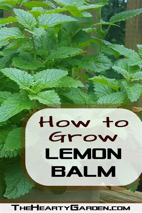 How To Grow Lemon Balm How To Grow Lemon Growing Lemon Balm Lemon