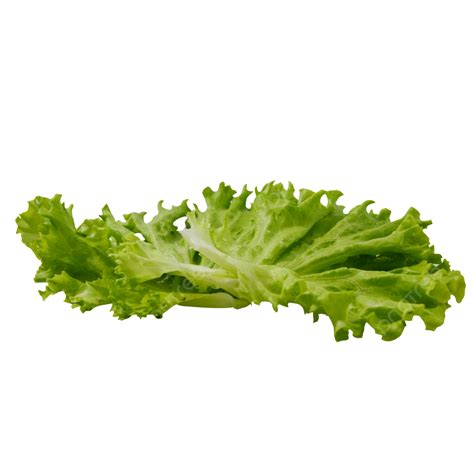 Healthy Few Lettuce Leaves, Lettuce Clipart, Health, A Few Pieces PNG Transparent Image and ...