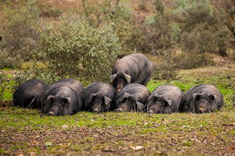Manada De Porcos - Manada de porcos ibéricos, deitado na grama do campo no prado cordovão ...