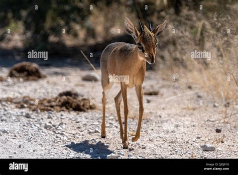 Dik dik antelope in Etosha National Park Namibia Africa Stock Photo - Alamy