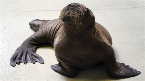 Seaworld Orlando Welcomes Walrus Calf Abc7 Los Angeles