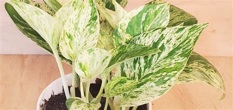 Rare Marble Queen Pothos Variegated Indoor Live Plant Snow Etsy