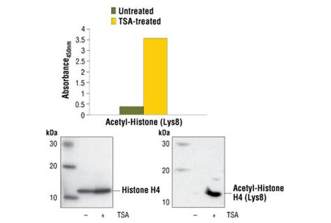 Pathscan® Acetyl Histone H4 Lys8 Sandwich Elisa Kit Cell Signaling