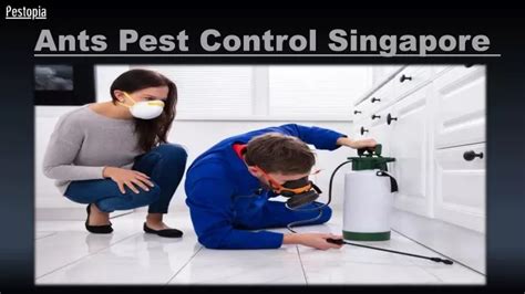 Ppt Ants Pest Control Singapore Powerpoint Presentation Free