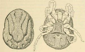 Un nouveau virus transmis à lhomme par la tique du dromadaire