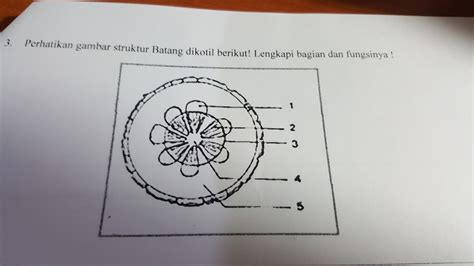 Detail Gambar Anatomi Batang Tumbuhan Koleksi Nomer 53