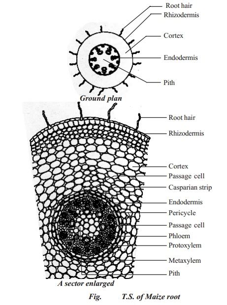 Root Diagram Monocot