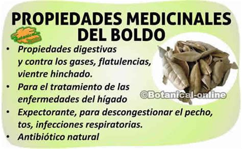 Propiedades Del Boldo Botanical Online