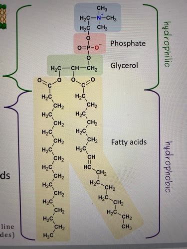 Biochem Exam Iii Flashcards Quizlet