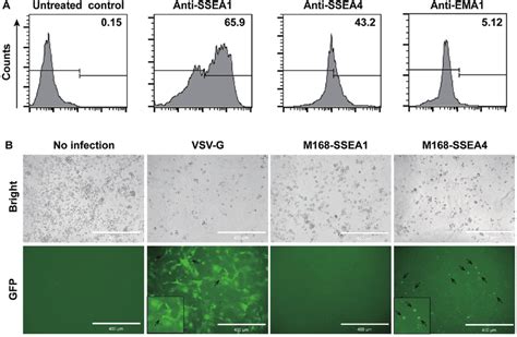 Targeted Transduction Of Pgcs By M Pseudotyped Lentiviral Vectors In