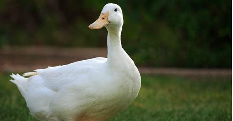 White Duck In Water