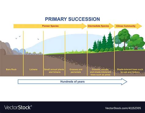 Primary Succession: An Illustrative Diagram