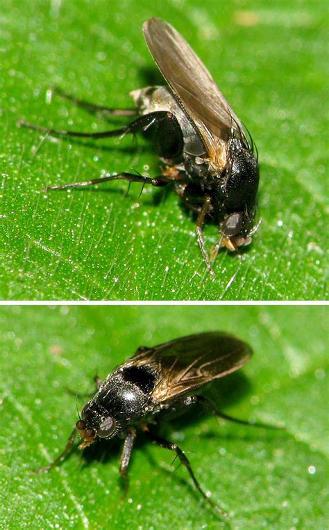 Diptera Info Discussion Forum Phoridae No Chance