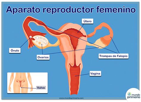 Aparato Reproductor Femenino Fecundacion - Dinami