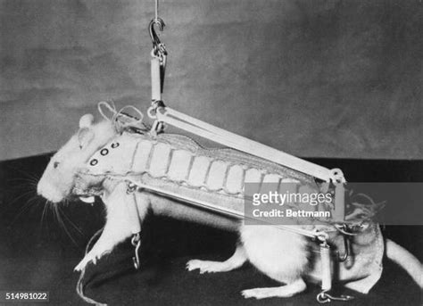 Hector, the white rat who rocketed into space aboard a French... News ...