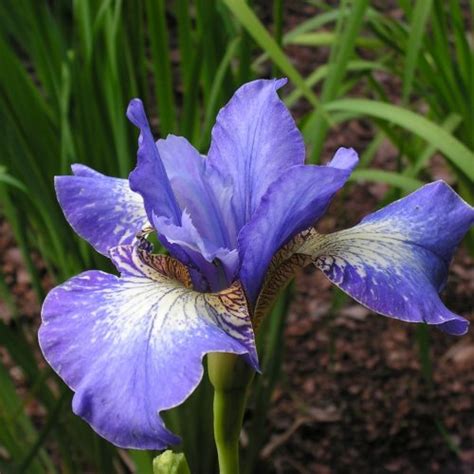 Iris Sibirica Windwood Spring Arborator Us Ugi Ogrodnicze Pawe