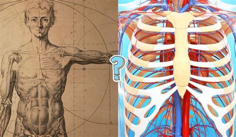 Sabes Algo Sobre El Cuerpo Humano Test Del Cuerpo Humano