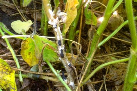 Unraveling The Surge Of Soybean White Mold Asmus Farm Supply Inc