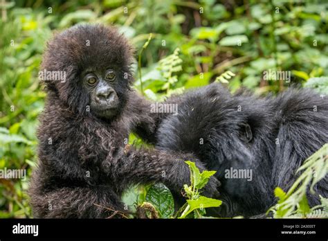 Africa Rwanda Volcanoes National Park Baby Mountain Gorilla Gorilla