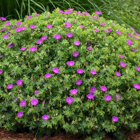 Geranium Sanguineum New Hampshire Purple Hardy Geranium