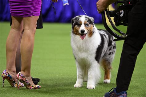 Westminster Dog Show 2023: Who won? | The US Sun