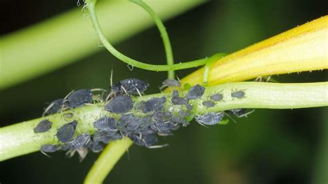 Are You Seeing Tiny black bugs on plants outside? Then read this