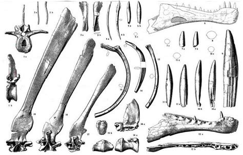 Fossilguy.com: Spinosaurus - The First Semi Aquatic Dinosaur! Facts and Information