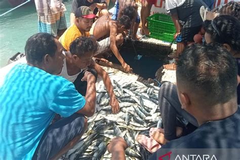 Harga Ikan Di Kupang Alami Kenaikan Akibat Cuaca Buruk ANTARA News