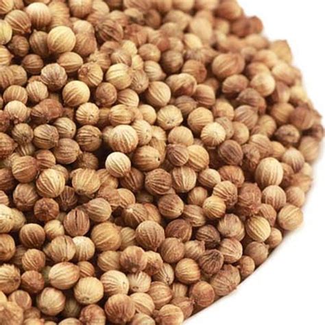 Badami Coriander Seed Latest Price Manufacturers Suppliers