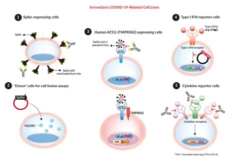 Covid 19 Related Cell Lines Invivogen