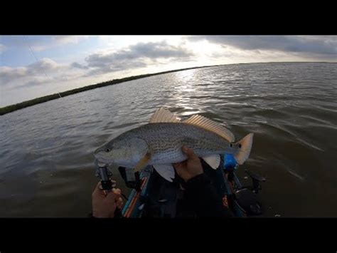 Catching Redfish On Topwater Wake Bait L South Padre Island TX South