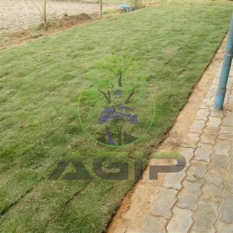 Rectangular Natural Nilgiri Grass For Garden Feet At Rs Sq Ft In