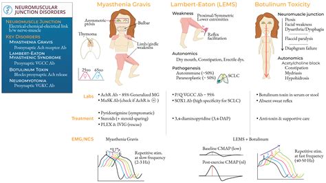 Clinical Pathology: Myasthenia Gravis & Other NMJ Disorders | ditki
