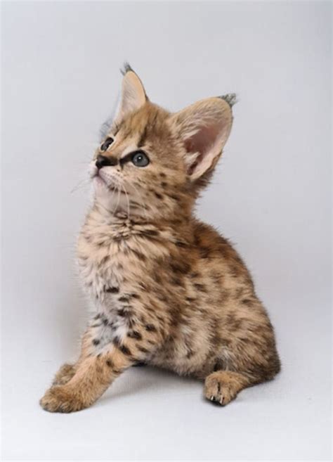 F1 SAVANNAH KITTENS AVAILABLE LUXURY SAVANNAHS