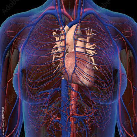 Female Chest And Circulatory System In Frontal X Ray View Imagens E Fotos De Stock Royalty