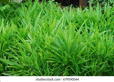 1 Fragrant Pandanus Amarylli Images, Stock Photos & Vectors | Shutterstock