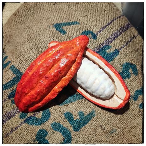 Open Trinitario cacao pod - The Cocoa Provider