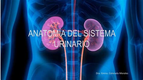 Anatomía del sistema urinario Verónica Romero uDocz