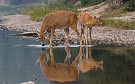 Herunterladen Hintergrundbild Hirsche Tiere Herbst See Wald