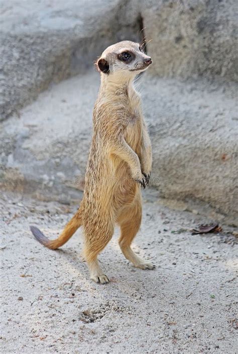 Curious Meerkat Stands On His Hind Legs And Looks Away Stock Image