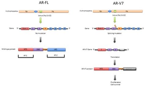 Ijms Free Full Text Ar V7 In Metastatic Prostate Cancer A Strategy