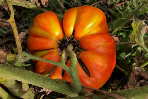 Avoid Those Ugly Cracked Tomatoes Heres How Tomato Geek