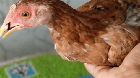 Cómo evitar que las gallinas se coman las plumas un recorrido por mí