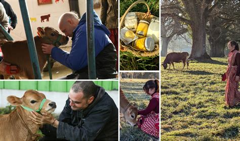 New Bahulavana Goshala: Sustainable dairy farming - ISKCON ...