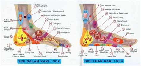 Titik Syaraf Organ Manusia Ada Ditelapak Kakirefleksi